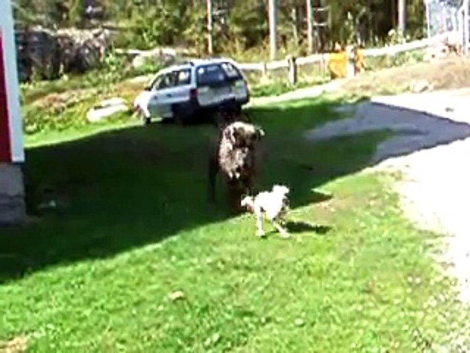 Troja & Harry
