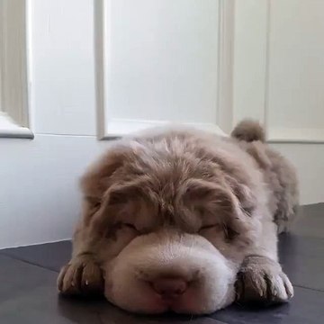 Tonkey le chien-peluche