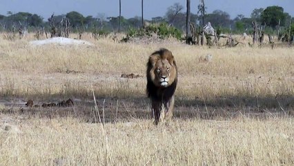 Justiça ouve dois suspeitos pela morte do leão Cecil