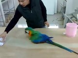 Macaw-鸚鵡丟垃圾(Macaw lose rubbish)