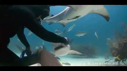 Bailando Con Tiburones - Cristina Zenato