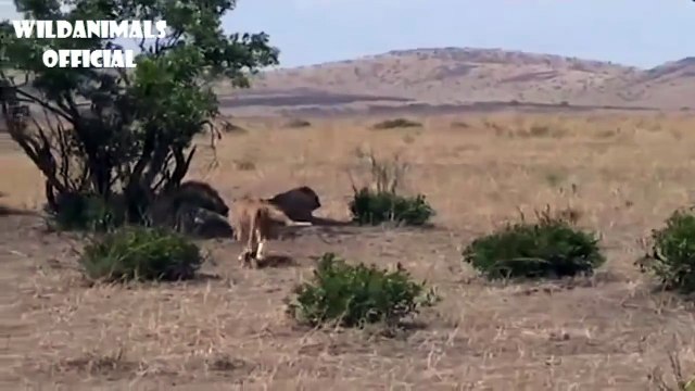 Lion vs 6 Lions |Male Lion Fighting with 6 Lioness |WHY FIGHT??