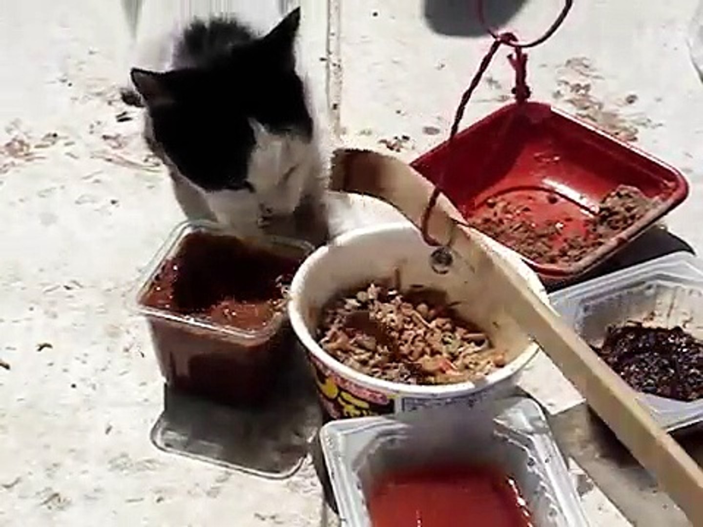 猫に孫の手