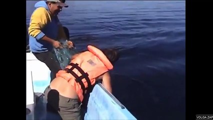 Une baleine à bosse heureuse d'être libérée d'un filet de pêche