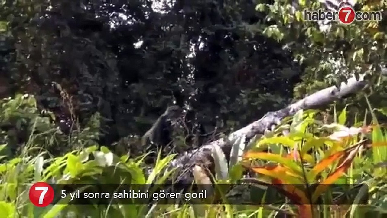5 yıl sonra sahibini gören goril