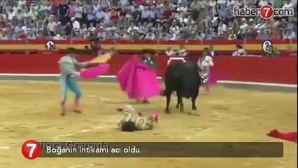 Boğanın intikamı acı oldu