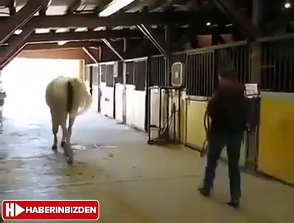 Akıllı at