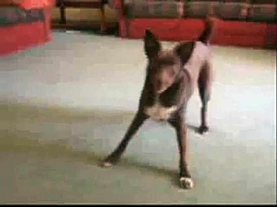 Kelpie with cerebellar abiotrophy