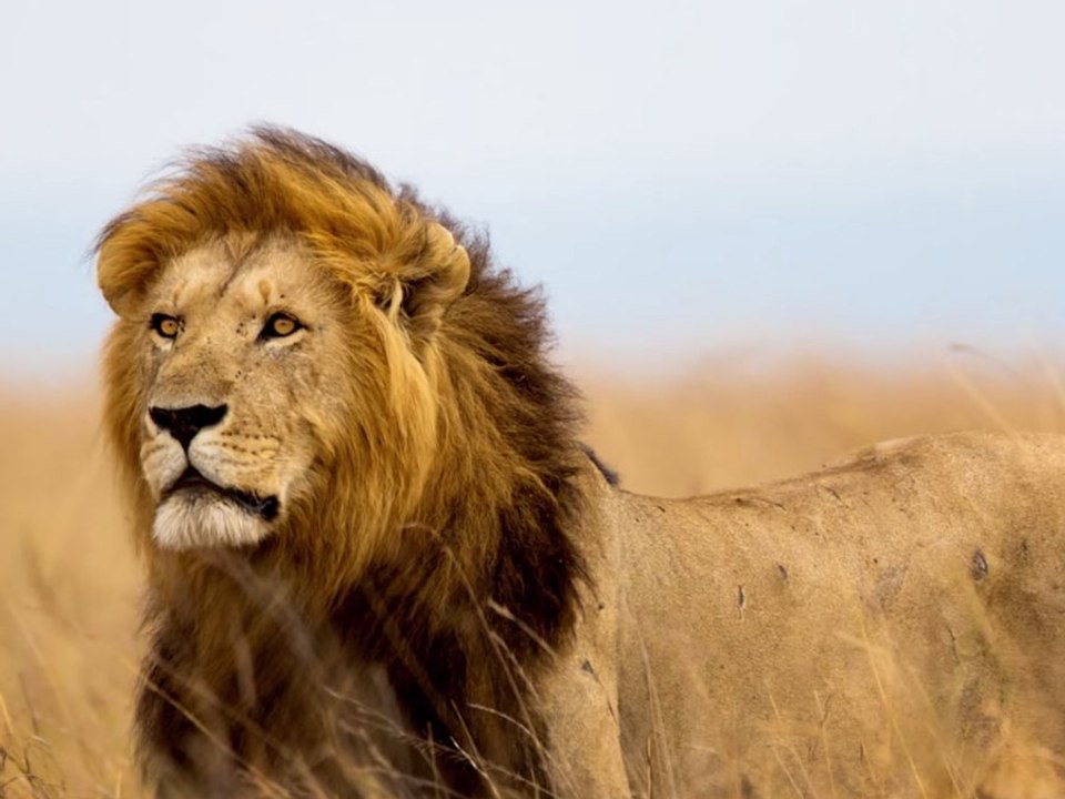 Remembering Cecil The Lion