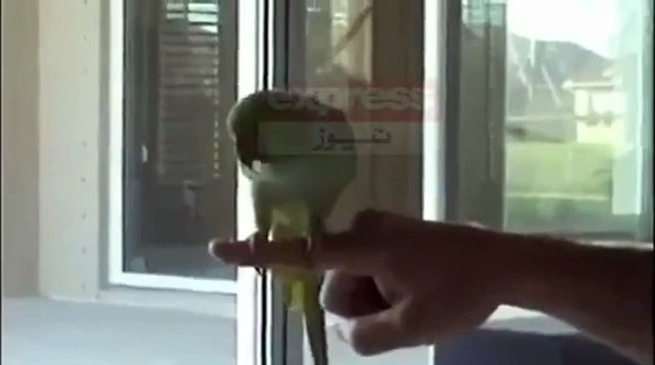 دیکھئے اسمارٹ مٹھو میاں کی شاندار مہارت