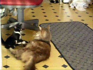 CAT BATTLE----BALLROOM BLITZ