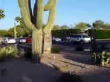 165 year old saguaro cactus @ Carefree Resort Scottsdale Arizona