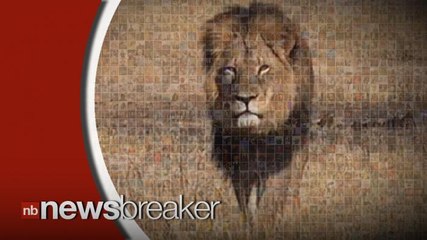 Zimbabwean Men Who Assisted American in Killing Cecil the Lion Released on Bail