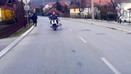 Siberian husky running next to a scooter/ Sibirski haski trci uz skuter