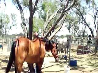 DEAD BROKE GENTLE TRAIL GELDING FOR SALE