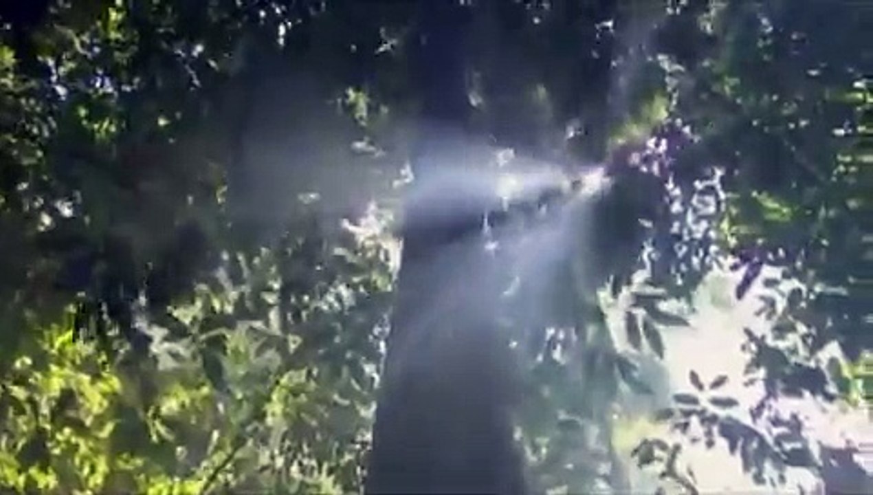غابات رااائعة 2