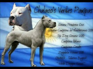 DOGO ARGENTINO - WHITE DRAGON KENNEL - PADOVA, ITALY