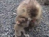 波勝崎苑の猿（ぺしぺしの赤ちゃん）Japanese Macaque Monkeys
