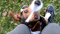 Mini Amazing dog tricks | Maya Jack Russell Terrier. ♥