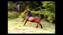 Impressive Magic - Yearling American Saddlebred Colt For Sale