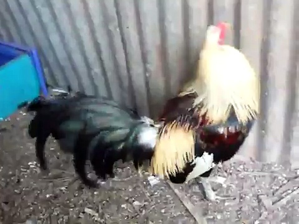 GALLOS DE PULGADA EN NICARAGUA (BELEN-RIVAS) 1ER VIDEO.