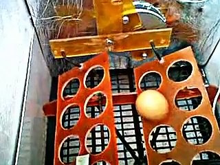 automatic egg turner.