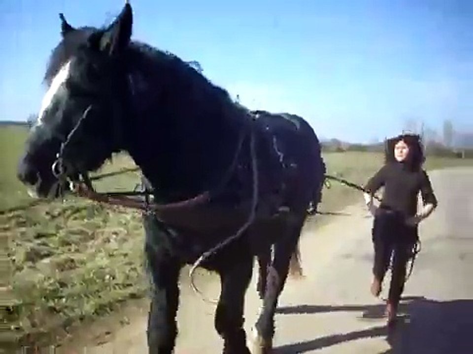 sirop    cheval de trait percheron