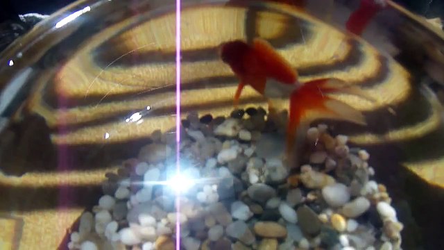 Amazing shining Goldfish ! Poisson rouge rayonnante !