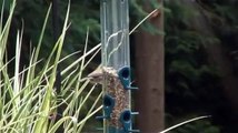 Finch feeding a Cuckoo chick