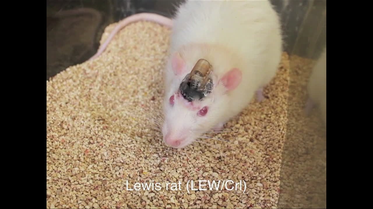 Scientists can now control BRAINS of mice!