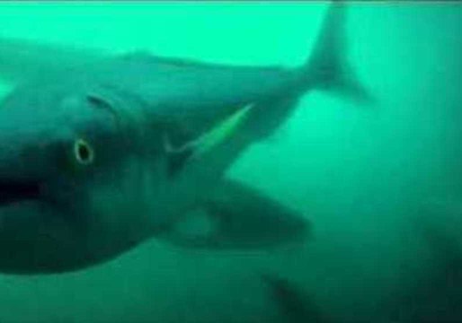Migrating Salmon Have Fun With a GoPro
