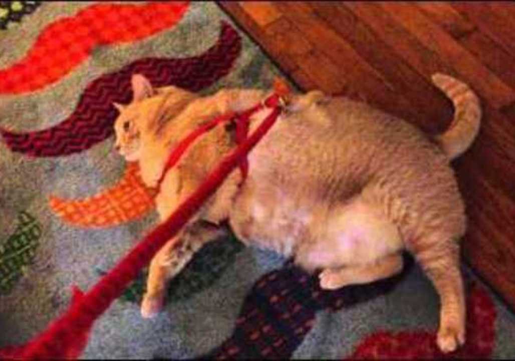 Fat Cat's Bid to Become an Internet Star
