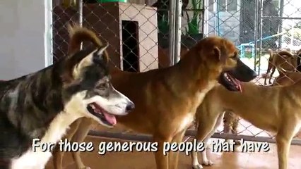 Safe from the Dog Meat Trade