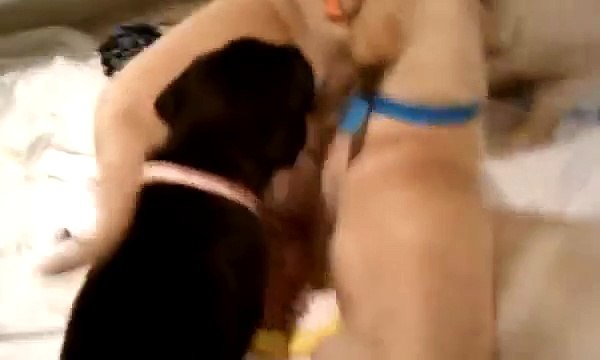 Funny Hello Mother Hello Father... Cute Labrador Retriever Puppies 4 Weeks Playing