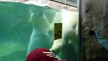 八木山動物公園  ホッキョクグマ  カイとポーラのじゃれバトル Polar Bear