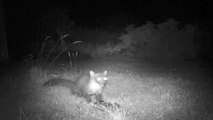 Pine Marten (Martes martes)  meets Badger (Meles meles)