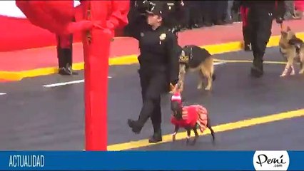 Parada Militar: La Policía Canina fue de lo más aclamado en desfile