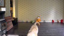 Cute dogs; Video with Goldendoodle and her stuffed, funny animals B compilation no.23 REP1 2014