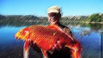 Team Cipro Italia Carpfishing Carpa Koi Lago di Castel Gandolfo