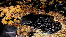 ♡ GIOVANNI MARRADI - Autumn Leaves (Les Feuilles Mortes)