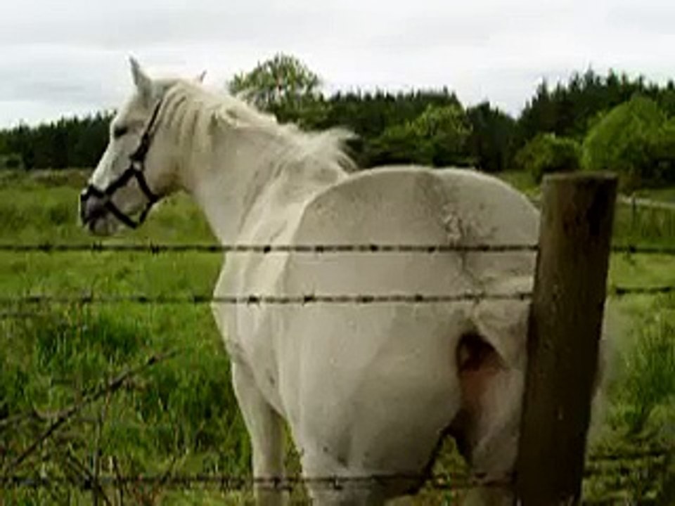 Itchy Horse