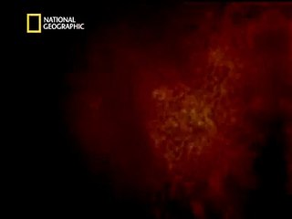 NATIONAL GEOGRAPHIC CHANNEL Das Wunder des Lebens:Säugetiere