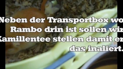 Gerbil hat Lungenentzündung