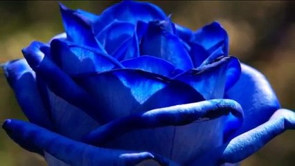 BZN - Blue eyes