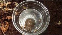 Hatchling Eastern Box Turtle Hermy Hunts 2 Small Crickets