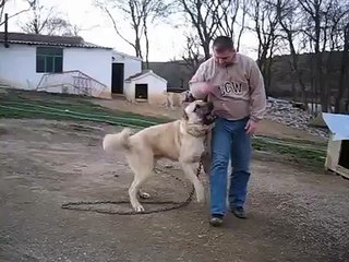 Anadolu ASLANı %90 Kangal