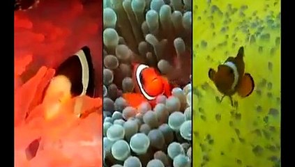 Reef - Symbiosis