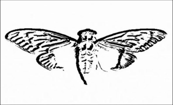 Cicada 3301 Song: The Instar Emergence (761) Reversed