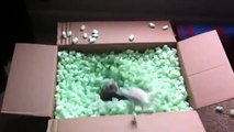 Ferrets Playing In Packing Peanuts - Funny Animals