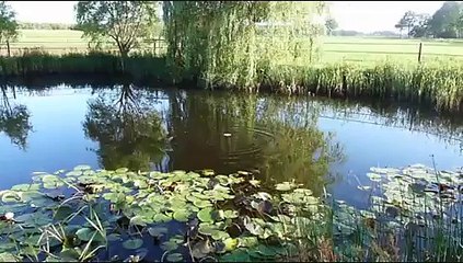 Snoek op jacht (Pike hunting)